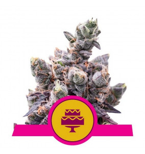 Royal Queen Seeds | Semi Wedding Gelato...