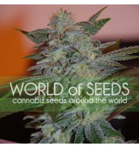 WORLD OF SEEDS | Semi...