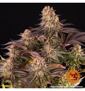 Barney's Farm | Semi Mimosa x Orange Punch...