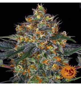 Barney's Farm | Semi Moby...