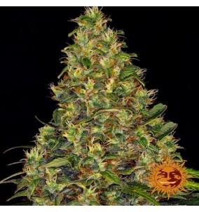 Barney's Farm | Semi...