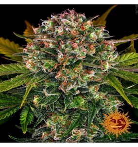 Barney's Farm | Semi...