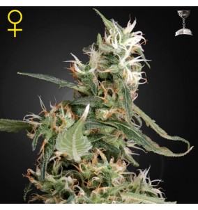 Green House Seeds | Semi...