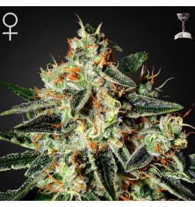 Green House Seeds | Semi...