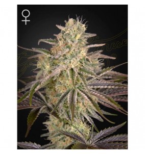 Green House Seeds | Semi...