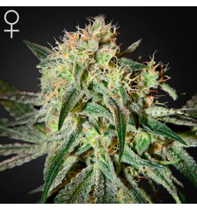 Green House Seeds | Semi...