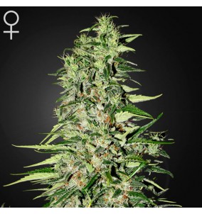 Green House Seeds | Semi...