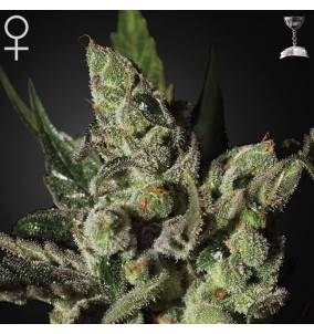 Green House Seeds | Semi...