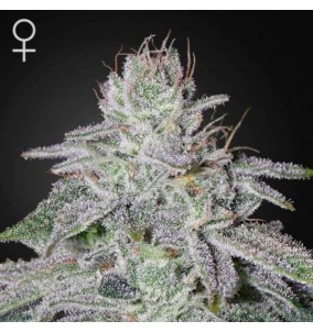Green House Seeds | Semi...