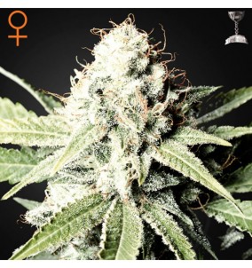 Green House Seeds | Semi...