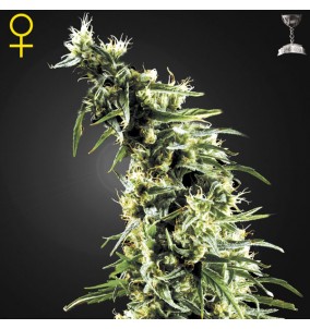 Green House Seeds | Semi...