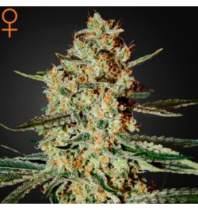 Green House Seeds | Semi Himalaya Gold |...