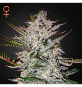 Green House Seeds | Semi...