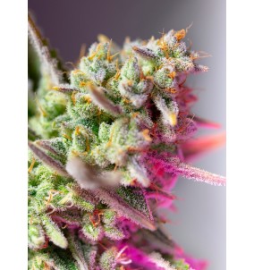 Sweet Seeds | Semi Sweet...