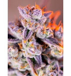 Sweet Seeds | Semi...