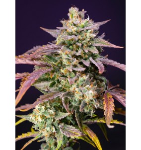 Sweet Seeds | Semi Purple...