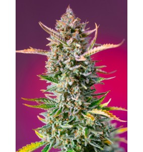 Sweet Seeds | Semi Gorilla Sherbet F1 Fast...