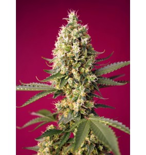 Sweet Seeds | Semi...