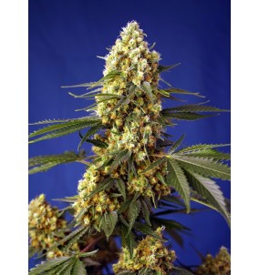 Sweet Seeds | Semi...
