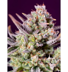 Sweet Seeds | Semi Sweet...