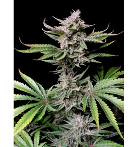 Fast Buds | Semi Cherry Cola Auto |...