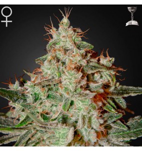 Green House Seeds | Semi...
