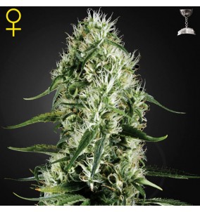 Green House Seeds | Semi...
