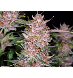 Fast Buds | Semi Gorilla Punch Auto |...