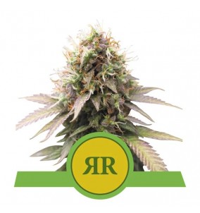 Royal Queen Seeds | Semi...