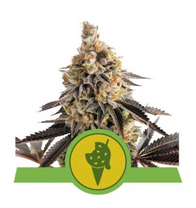 Royal Queen Seeds | Semi...