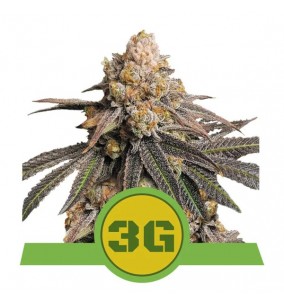 Royal Queen Seeds | Semi...