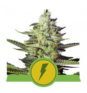 Royal Queen Seeds | Semi...