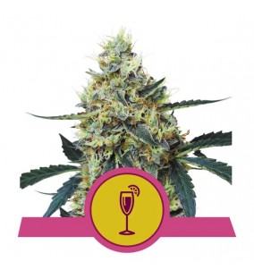 Royal Queen Seeds | Semi...