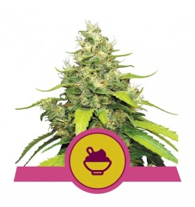 Royal Queen Seeds | Semi...