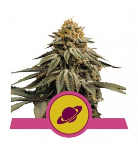 Royal Queen Seeds | Semi...
