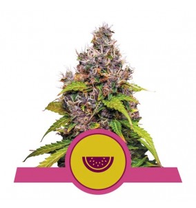 Royal Queen Seeds | Semi...