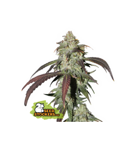 Seedstockers | Semi CBD...