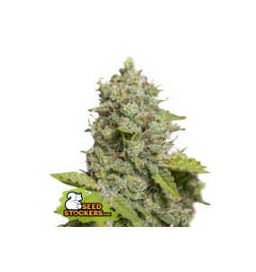 Seedstockers | Semi CBD...