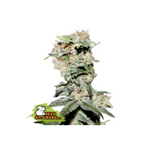 Seedstockers | Semi CBD...