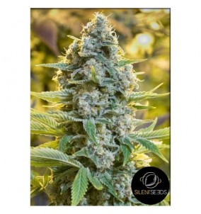 Silent Seeds | Semi Moby Dick | Femminizzati...