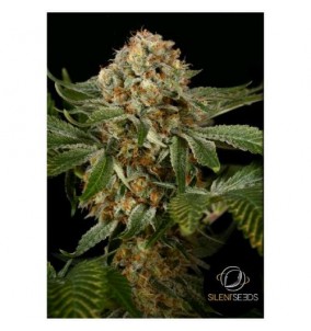 Silent Seeds | Semi OG Kush | Femminizzati |...