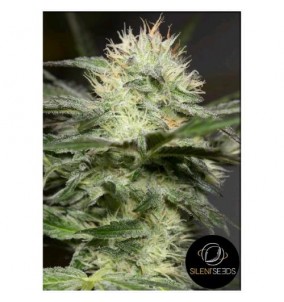 Silent Seeds | Semi Lemon...