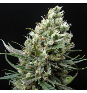 Ripper Seeds | Semi Ripper...