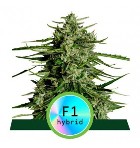 Royal Queen Seeds | Semi...