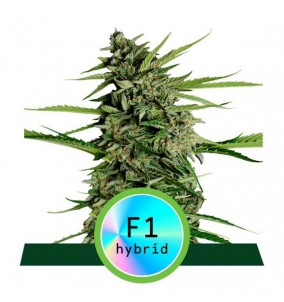 Royal Queen Seeds | Semi...