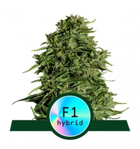 Royal Queen Seeds | Semi...