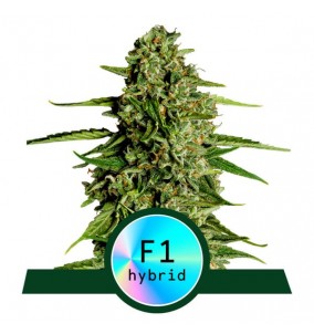 Royal Queen Seeds | Semi...