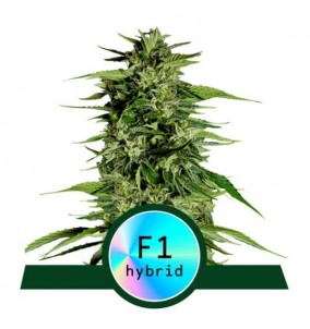 Royal Queen Seeds | Semi...