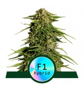 Royal Queen Seeds | Semi...