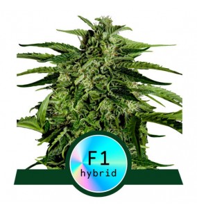 Royal Queen Seeds | Semi...